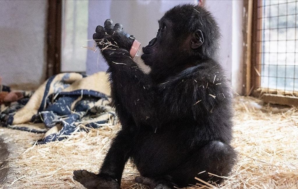 Beykoz’daki meşhur goril Zeytin için uluslararası talep!