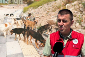 Beykoz’dan kovulmuştu! Yeni görev yerinde köpek sorununu çözdü (2)