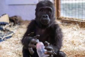 Beykoz’un meşhur gorili ‘Zeytin’ Nijerya yolcusu!