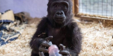 Beykoz’un meşhur gorili ‘Zeytin’ Nijerya yolcusu!