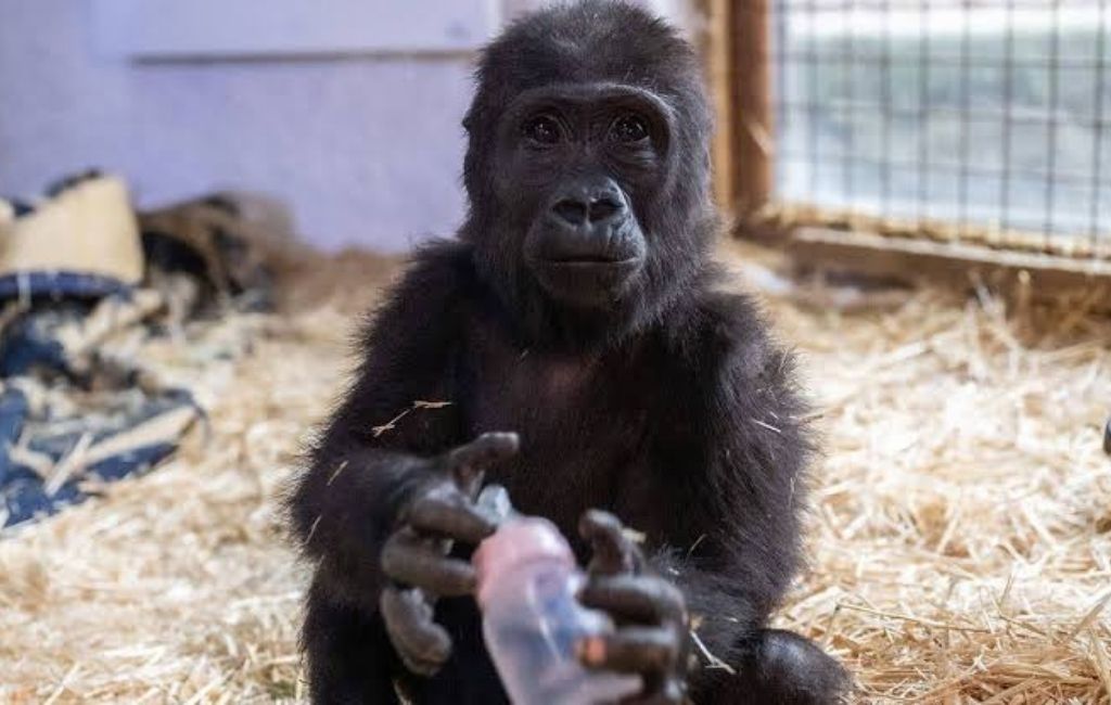Beykoz’un meşhur gorili ‘Zeytin’ Nijerya yolcusu!