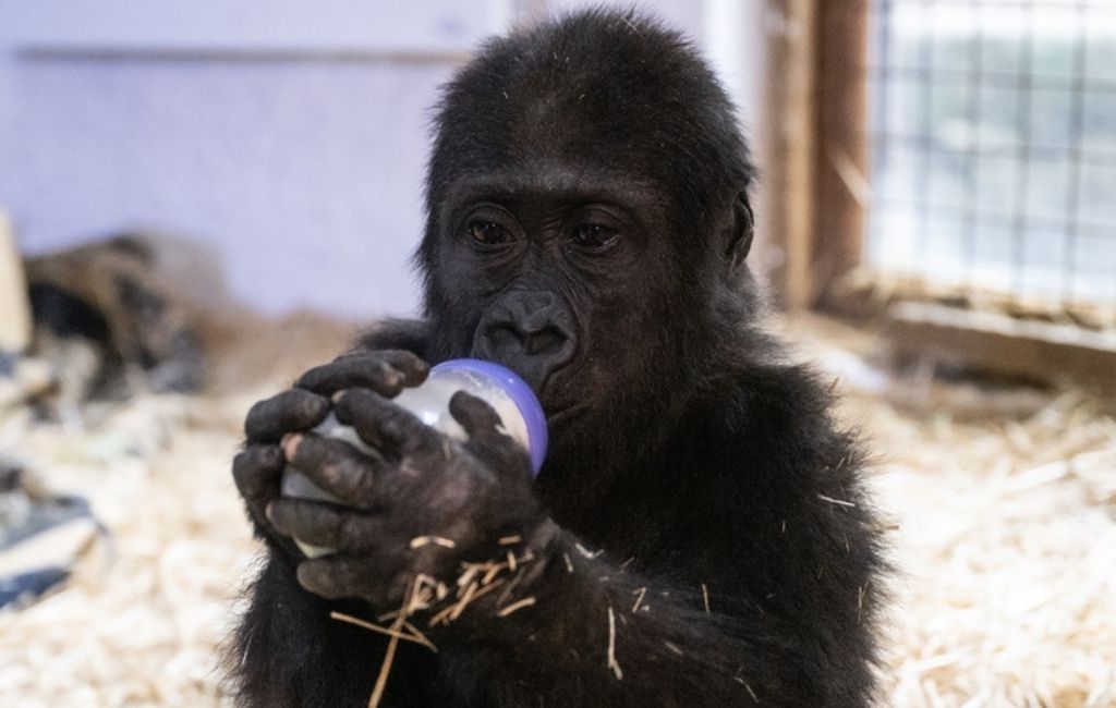 Beykoz’un meşhur gorili ‘Zeytin’ Nijerya yolcusu!