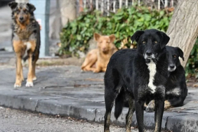 Valilikten talimat! Sokak köpekleri ivedilikle toplanmalı