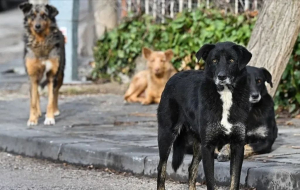 Valilikten talimat! Sokak köpekleri ivedilikle toplanmalı