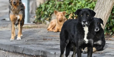Valilikten talimat! Sokak köpekleri ivedilikle toplanmalı