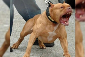 Beykoz'da pitbull köpeği bir kadına saldırdı!