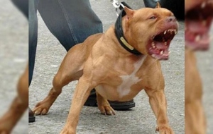 Beykoz'da pitbull köpeği bir kadına saldırdı!
