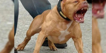 Beykoz'da pitbull köpeği bir kadına saldırdı!
