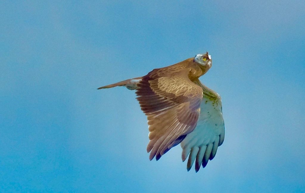Kuşların sonbahar göçü Beykoz’dan izlendi