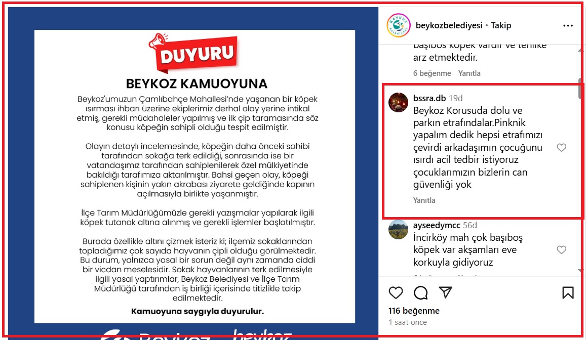 Belediye köpeğin sahipli olduğunu belirttiği açıklamada, başıboş köpeklerinde toplanmadığını söyleyerek 