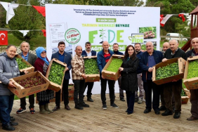 Beykoz’da çiftçiye 1,5 milyon fide desteği!