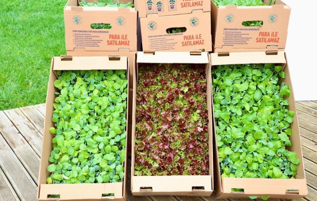 Beykoz’da çiftçiye 1,5 milyon fide desteği!