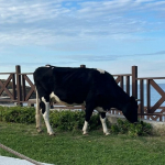 Beykoz Elmasburnu Plajı’na inek baskını!