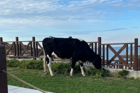 Beykoz Elmasburnu Plajı’na inek baskını!