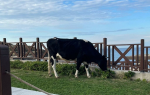 Beykoz Elmasburnu Plajı’na inek baskını!
