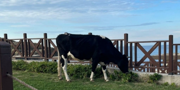 Beykoz Elmasburnu Plajı’na inek baskını!