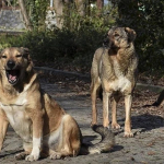 İstanbul Valiliği'nden sokak köpeği kararı! Artık yasaklandı (1)