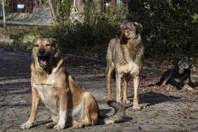 İstanbul Valiliği'nden sokak köpeği kararı! Artık yasaklandı (1)