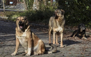 İstanbul Valiliği'nden sokak köpeği kararı! Artık yasaklandı (1)