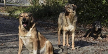 İstanbul Valiliği'nden sokak köpeği kararı! Artık yasaklandı (1)