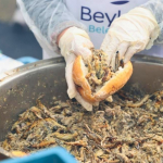 Beykoz Balık Festivali başlıyor!