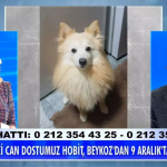 Beykoz’da köpeği kaybolan kadın Müge Anlı'ya çıktı