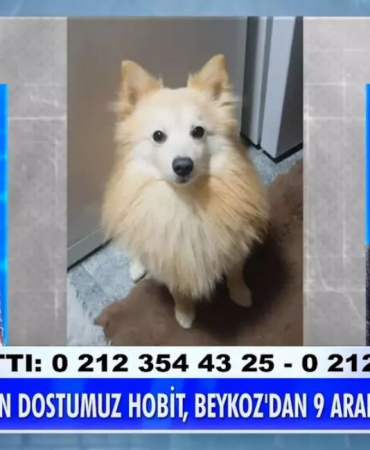 Beykoz’da köpeği kaybolan kadın Müge Anlı'ya çıktı