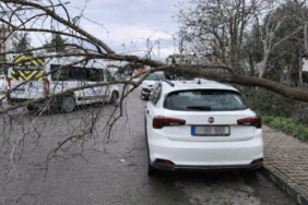 Beykoz'u lodos vurdu! Çatılar uçtu, ağaçlar devrildi (6)