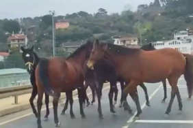 Beykoz'da başıboş atlar trafiği birbirine kattı!