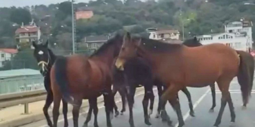 Beykoz'da başıboş atlar trafiği birbirine kattı!