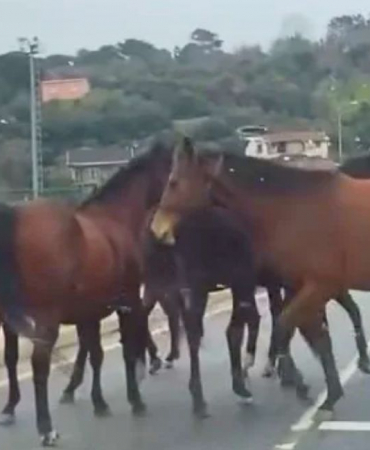 Beykoz'da başıboş atlar trafiği birbirine kattı!