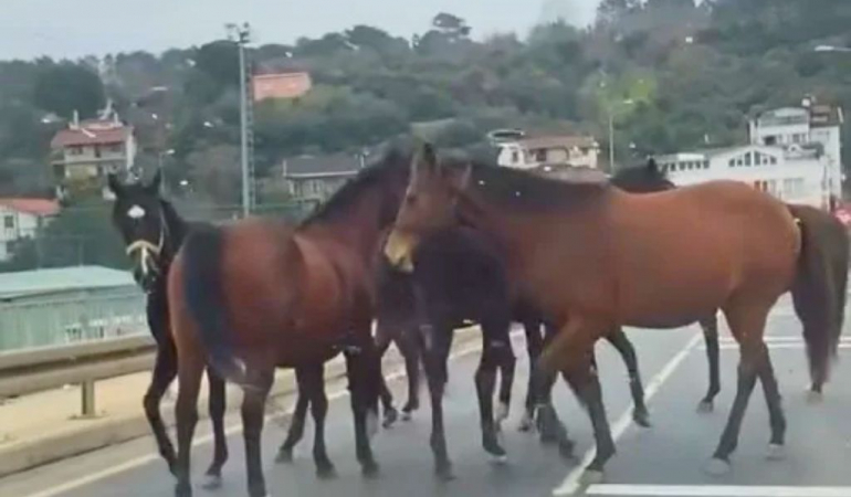 Beykoz'da başıboş atlar trafiği birbirine kattı!