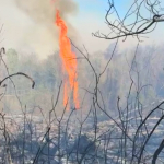 Beykoz'da orman yangını! Müdahaleler sürüyor