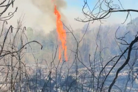 Beykoz'da orman yangını! Müdahaleler sürüyor