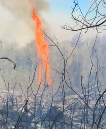 Beykoz'da orman yangını! Müdahaleler sürüyor