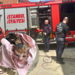 Beykoz’da boruya sıkışan yavru kedi kurtarıldı!