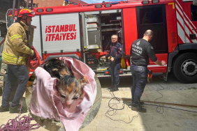 Beykoz’da boruya sıkışan yavru kedi kurtarıldı!