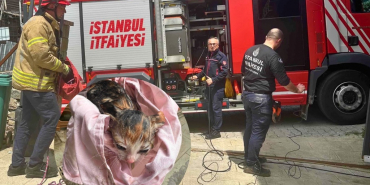 Beykoz’da boruya sıkışan yavru kedi kurtarıldı!